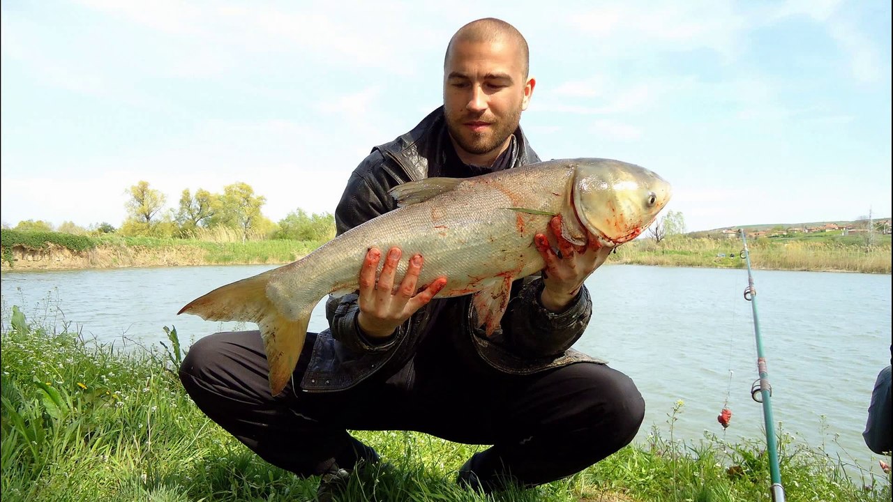 Fishing for Tolstolob (Hypophthalmichthys Molitrix) Lake ,,Vitska Elia,, Part-1