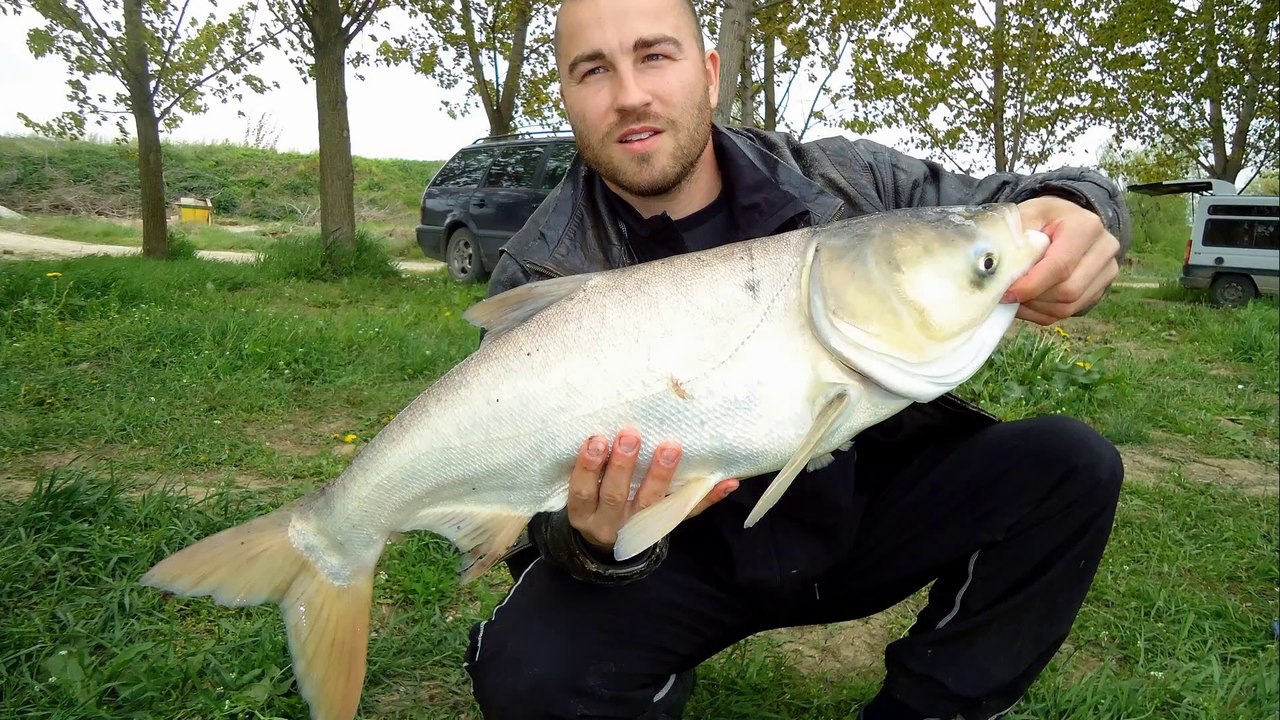 Fishing for Tolstolob (Hypophthalmichthys Molitrix) Lake ,,Vitska Elia,, Part-2