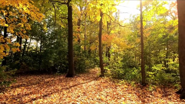 Serenity Sounds: Gentle Ambient Music for Relaxation