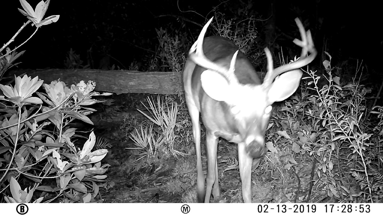Wildlfie camera #7