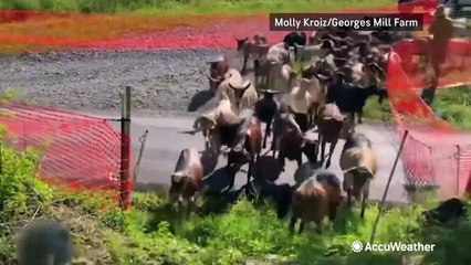 Solar-powered GPS collars may be the G.O.A.T. for farmers