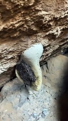 خلايا عسل بوطويق خليه زينه الحمدلله