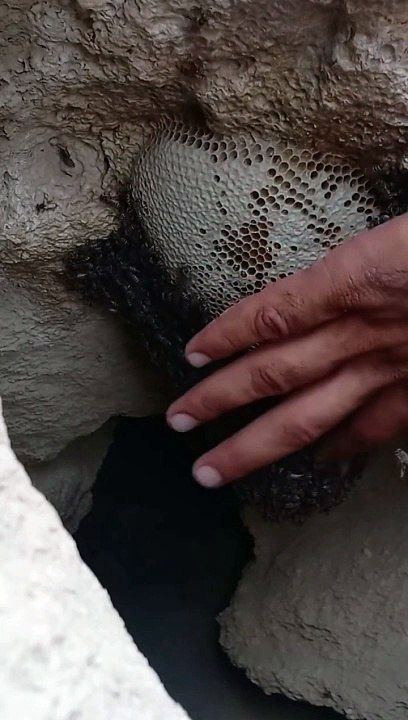 خليه جبل ما شاء الله خليه عسل ابوطويق