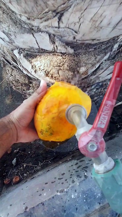 اللهم لك الحمد على هذي النعم papaya الفيفاي لذيذ وصحي ما شاء الله