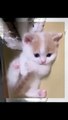 Playing Kitten Looking So Cute | Tiny Cuteness