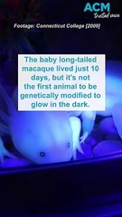 Why do these animals glow in the dark?