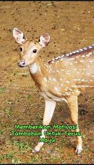 Rayakan Keberhasilan Sekecil Apapun  ‼️ Kata Motivasi