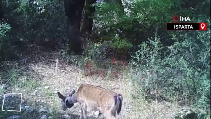 Isparta'da ormanlık alandaki alageyikler fotokapana yansıdı