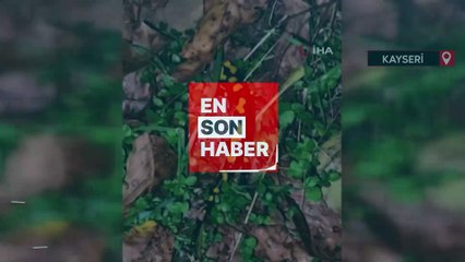 Kayseri'de nesli tükenmekte olan Türk semenderi görüntülendi