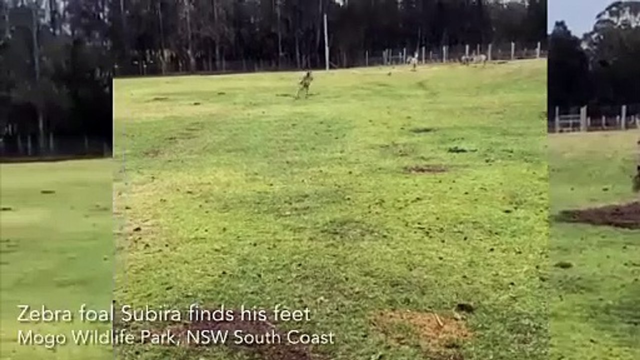 Zebra foal Subira gallops with glee just days after his birth at Mogo Wildlife Park