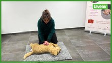 Comment faire un massage cardiaque à un chien ou un chat