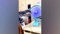 Funniest Animals 2024 Best Cats and Dogs Videos