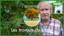 Travaux du jardin - 10 novembre 2023 : le rhus typhina