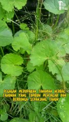 Tanaman herbal berkhasiat sejak ribuan tahun!