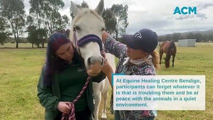 Past traumas fade as horses, alpacas restore faith in humanity