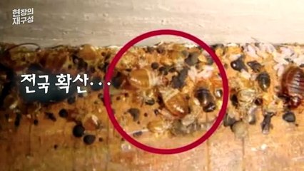 [현장의재구성] 50년만에 돌아왔다…2023년판 '빈대와의 전쟁'