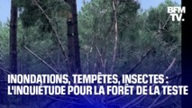 TANGUY DE BFM - Inondations, tempêtes, insectes: l’inquiétant état de la forêt de La Teste