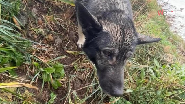 Mann sieht verwirrten Hund an der Klippe: Minuten später tut er es tatsächlich!