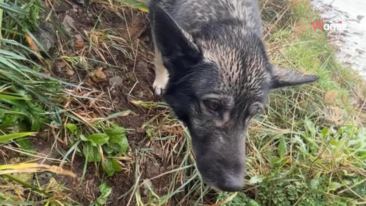 Mann sieht verwirrten Hund an der Klippe: Minuten später tut er es tatsächlich!