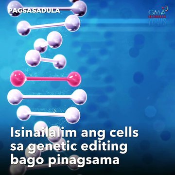 'Chimeric Monkey' Kakaibang unggoy, isinilang sa China | GMA Integrated Newsfeed