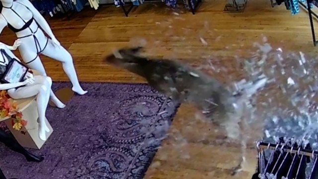 Deer smashes glass door of lingerie shop to bits