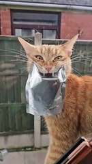 Kitty Comes Home With Cat Food