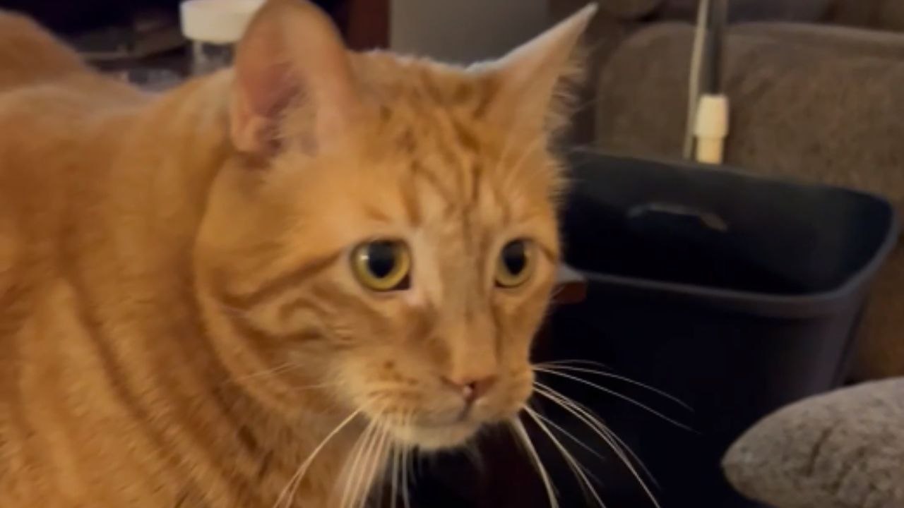 Cat almost gags its eyes out after taking a scent of Hamburger Pie *Hilarious*