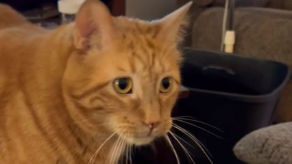 Cat almost gags its eyes out after taking a scent of Hamburger Pie *Hilarious*
