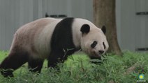 Giant pandas arrive back in China after two decades at Smithsonian’s National zoo