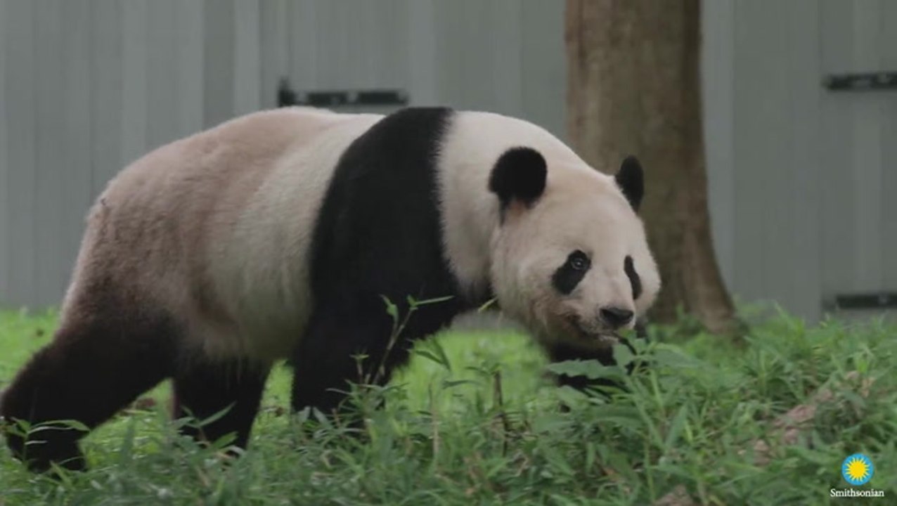 Giant pandas arrive back in China after two decades at Smithsonian’s National zoo