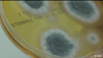 Fungal diseases could rise amid warmer global temperatures