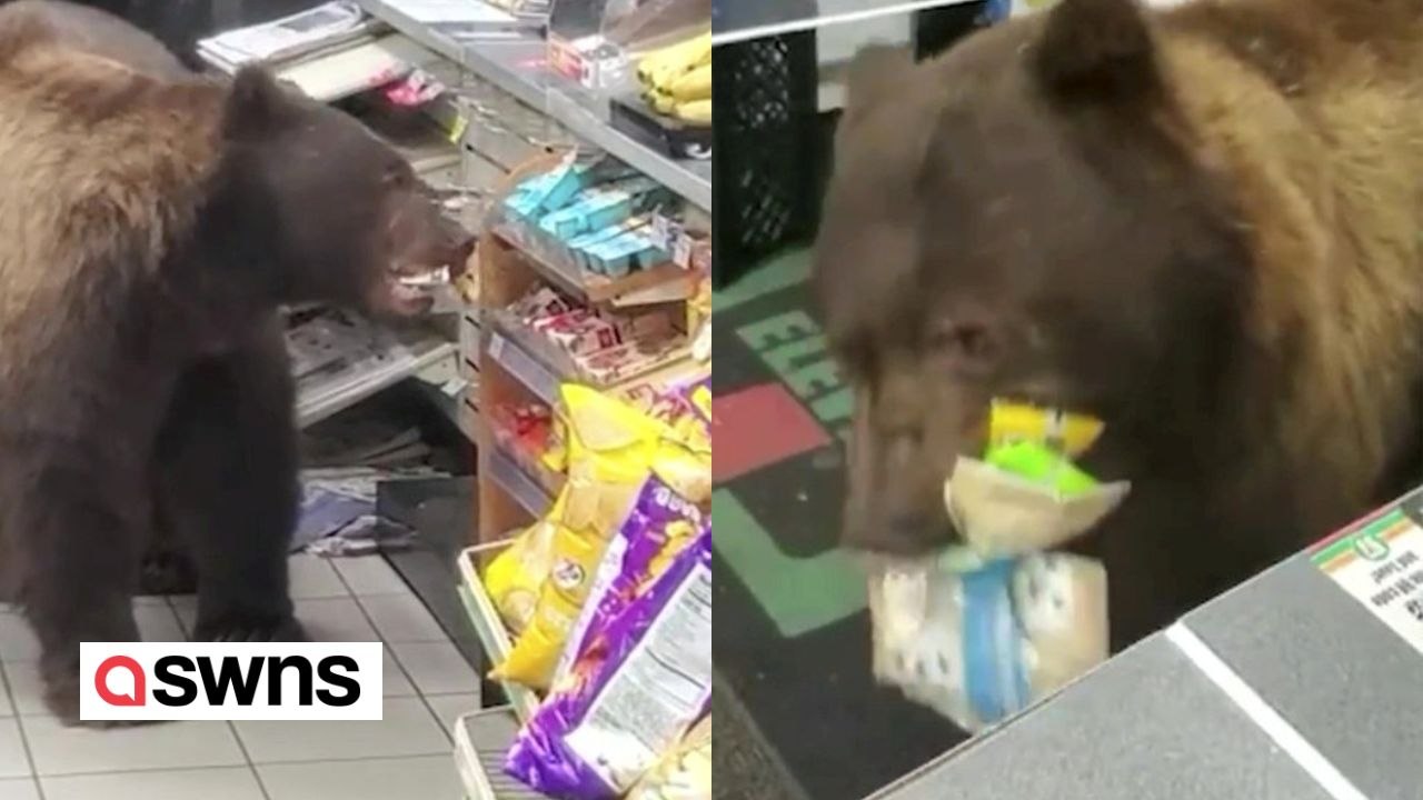 Riesiger braunbär betritt 7-eleven-filiale und bedient sich an schokoriegeln