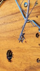 Praying Mantis Catches Bees