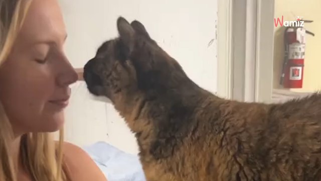 Une famille dépose son chat âgé au refuge pour une euthanasie car elle préfère… un chaton !