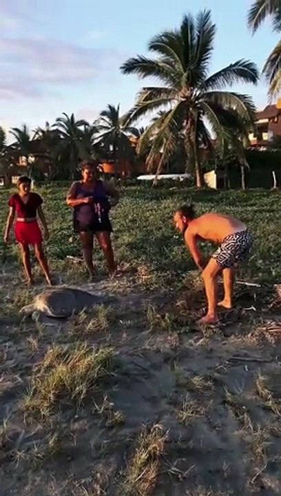 Helping a Turtle Stuck on the Beach