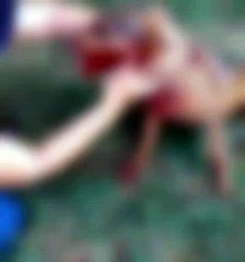 Saau denuncia caso de cachorra que foi baleada em Umuarama