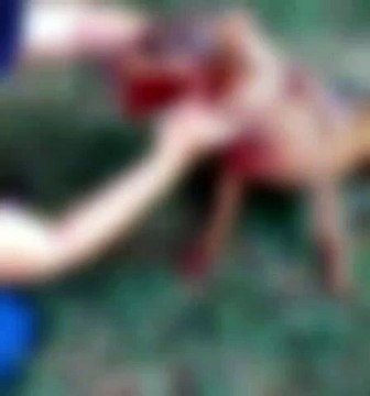Saau denuncia caso de cachorra que foi baleada em Umuarama