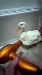 Blow Drying a Duck After Bath Time