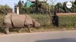 Rhino startles sleeping dog, leaving millions of viewers in stitches (video)