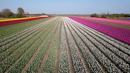 Tulip flowers natural view