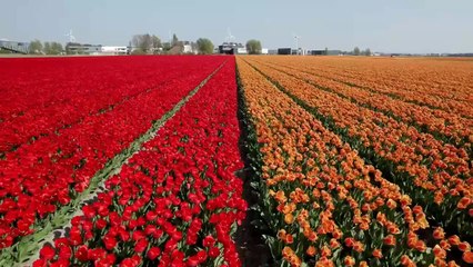 Tulip flowers natural view