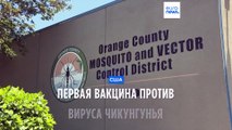 Первая вакцина против вируса чикунгунья