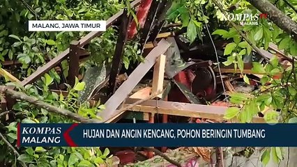 Hujan Disertai Angin Kencang Sebabkan Pohon Beringin Berusia 100 Tahun Tumbang