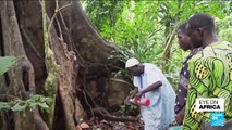 Urbanisation threatens sacred Benin forests of Voodoo believers