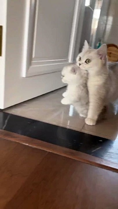 Cat beautiful voice 