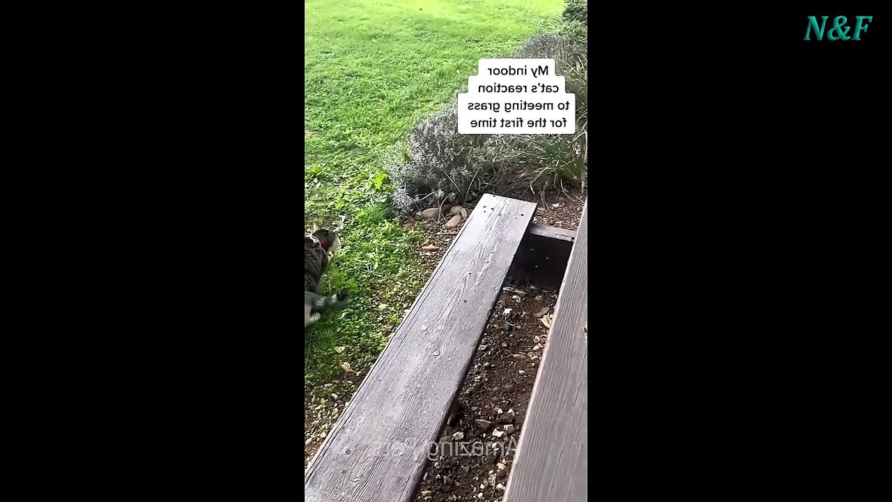 Funniest Cats Videos, The Siliest, Cutest And Funniest Cats 48