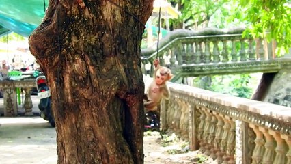 Amazing Clip, Smart Saro Baby Interested Swing Down From The Wall With Rope
