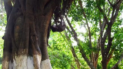 Amazing Action MIRA Baby Cling Small Tree With Head down