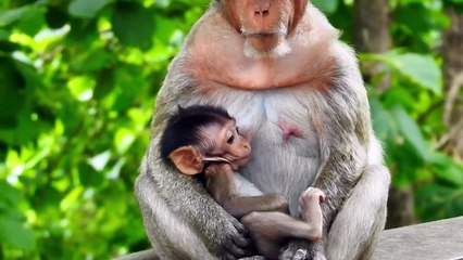 Amazing Clip ! Barry Mother Put Her Child Behind With Lovely Longtail