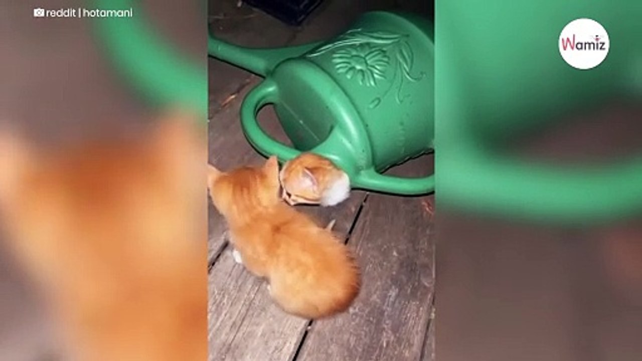 Kitten emerges from watering can, but what comes out next stuns